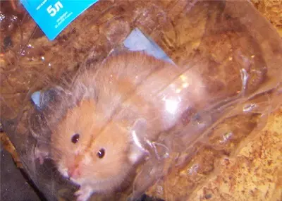 Frou foar hamsters (28 fotos): Wêrom hawwe jo nedich in rinnen bal? Hoe te learen in Hamster yn it ta rinne? 11725_22
