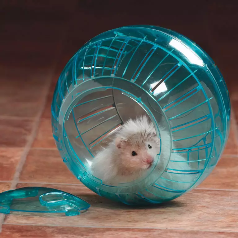 Nainen hamstereille (28 kuvaa): Miksi tarvitset juoksupalloa? Kuinka opettaa hamsteri se ajaa? 11725_23