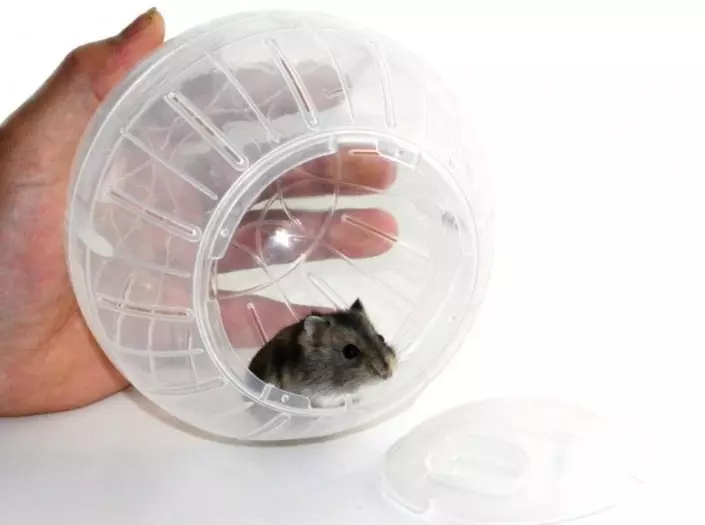 Wanita untuk hamster (28 foto): Mengapa Anda membutuhkan bola yang berlari? Bagaimana cara mengajar hamster di dalamnya untuk dijalankan? 11725_26