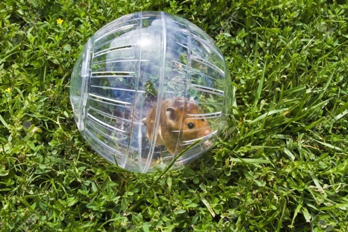 Frou foar hamsters (28 fotos): Wêrom hawwe jo nedich in rinnen bal? Hoe te learen in Hamster yn it ta rinne? 11725_3