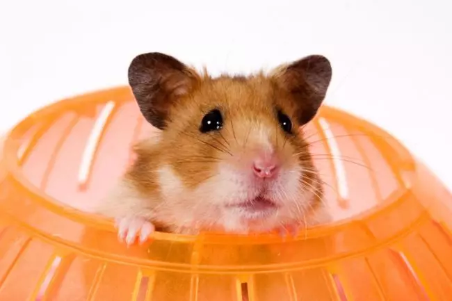 Mace ga hamsters (hotuna 28): Me yasa kuke buƙatar ƙwallon ƙafa? Yadda ake koyar da hamster a ciki don gudu? 11725_6