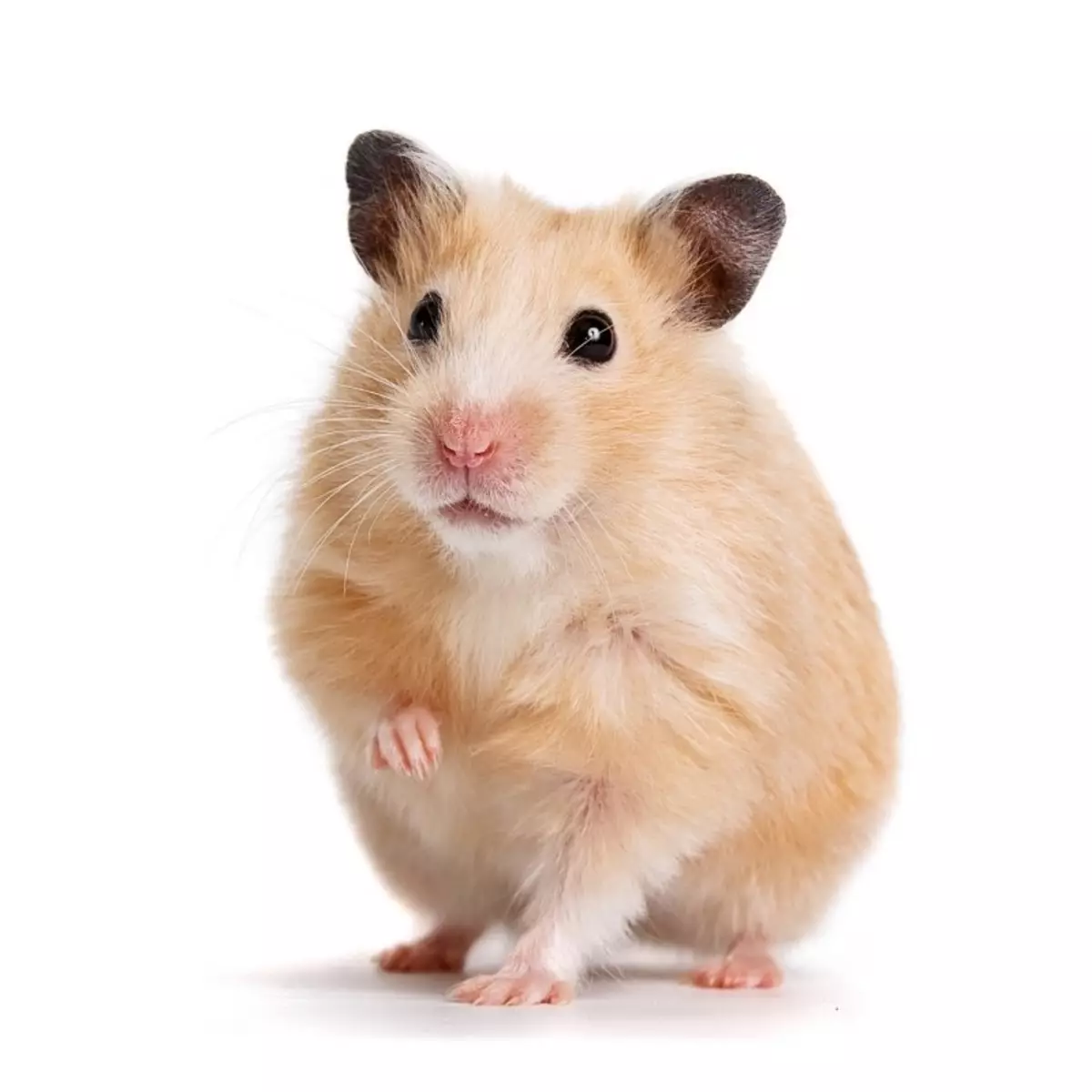 អាហារសម្រាប់ Hamster (19 រូបថត): តើការតុបតែងមុខអ្វីដែលល្អបំផុតសម្រាប់ hamsters? តើម៉ាកអ្វីដែលអាចត្រូវបានចុកជារៀងរាល់ថ្ងៃ? តើធ្វើដូចម្តេចដើម្បីធ្វើឱ្យអាហារស្ងួតដោយដៃរបស់អ្នកផ្ទាល់? 11727_9