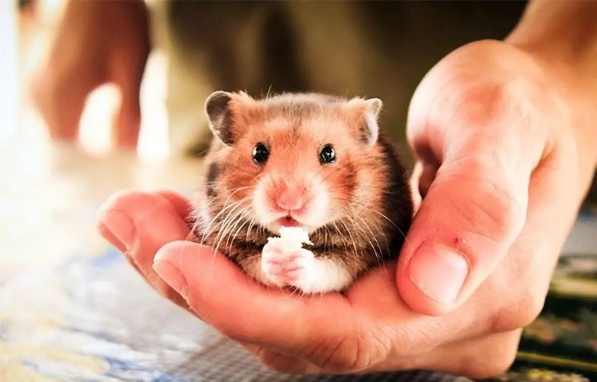 როგორ მოვძებნოთ hamster ბინაში, თუ ის გაიქცა გალიაში? რატომ დაარწმუნა და როგორ დაიჭიროს მას? 11730_23