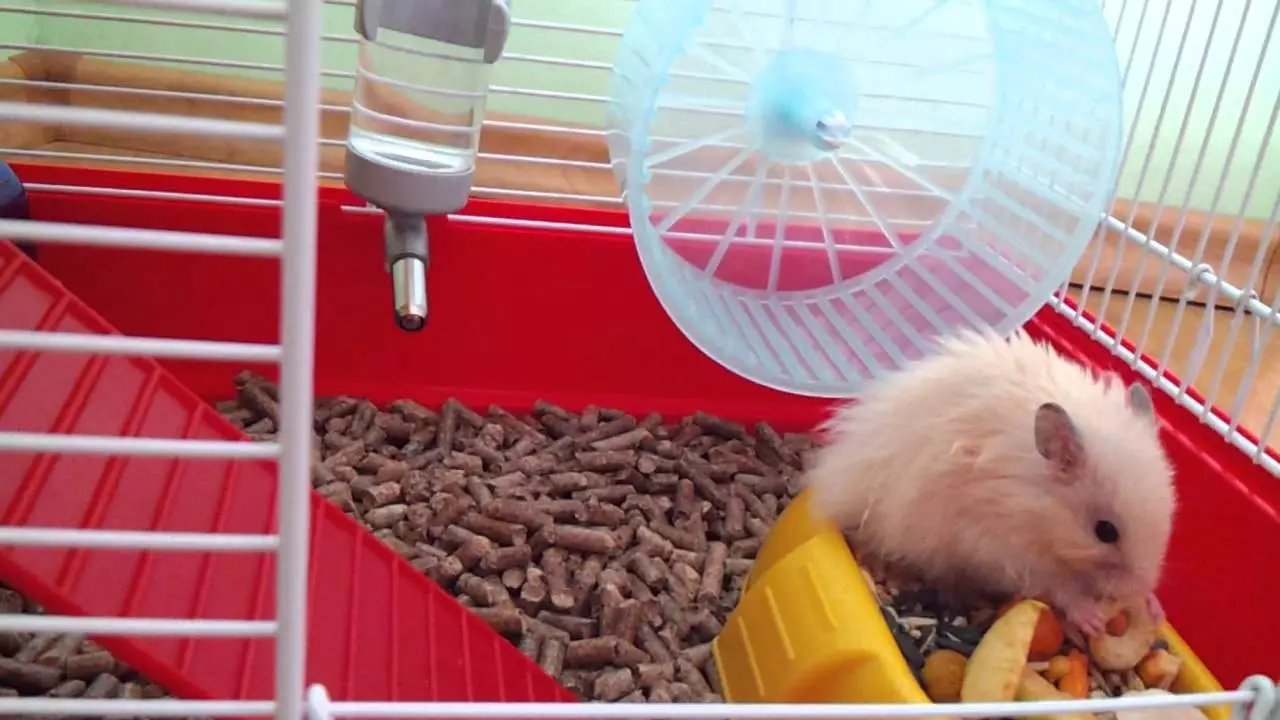 Angora Hamster (Amafoto 24): Hamsters abaho babaho bangahe? Kwita kandi birimo kuva mu rugo 11735_10