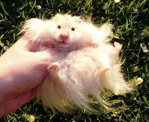 Angora hamster (24 foto's): Hoefolle hamsters libje? Soarch en ynhâld fan ras thús 11735_13