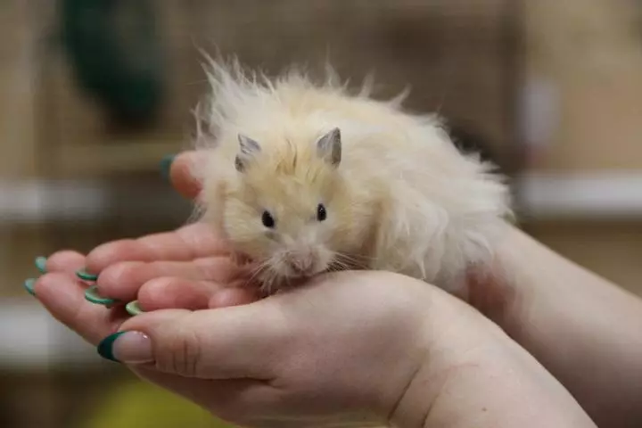 I-Angora Hamster (iifoto ezingama-24): Zingaphi ii-hamsters? Inkathalo kunye nomxholo wohlobo ekhaya 11735_14