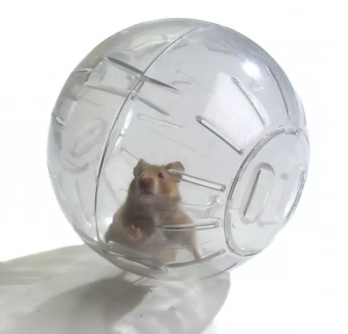 Angora Hamster (Amafoto 24): Hamsters abaho babaho bangahe? Kwita kandi birimo kuva mu rugo 11735_15