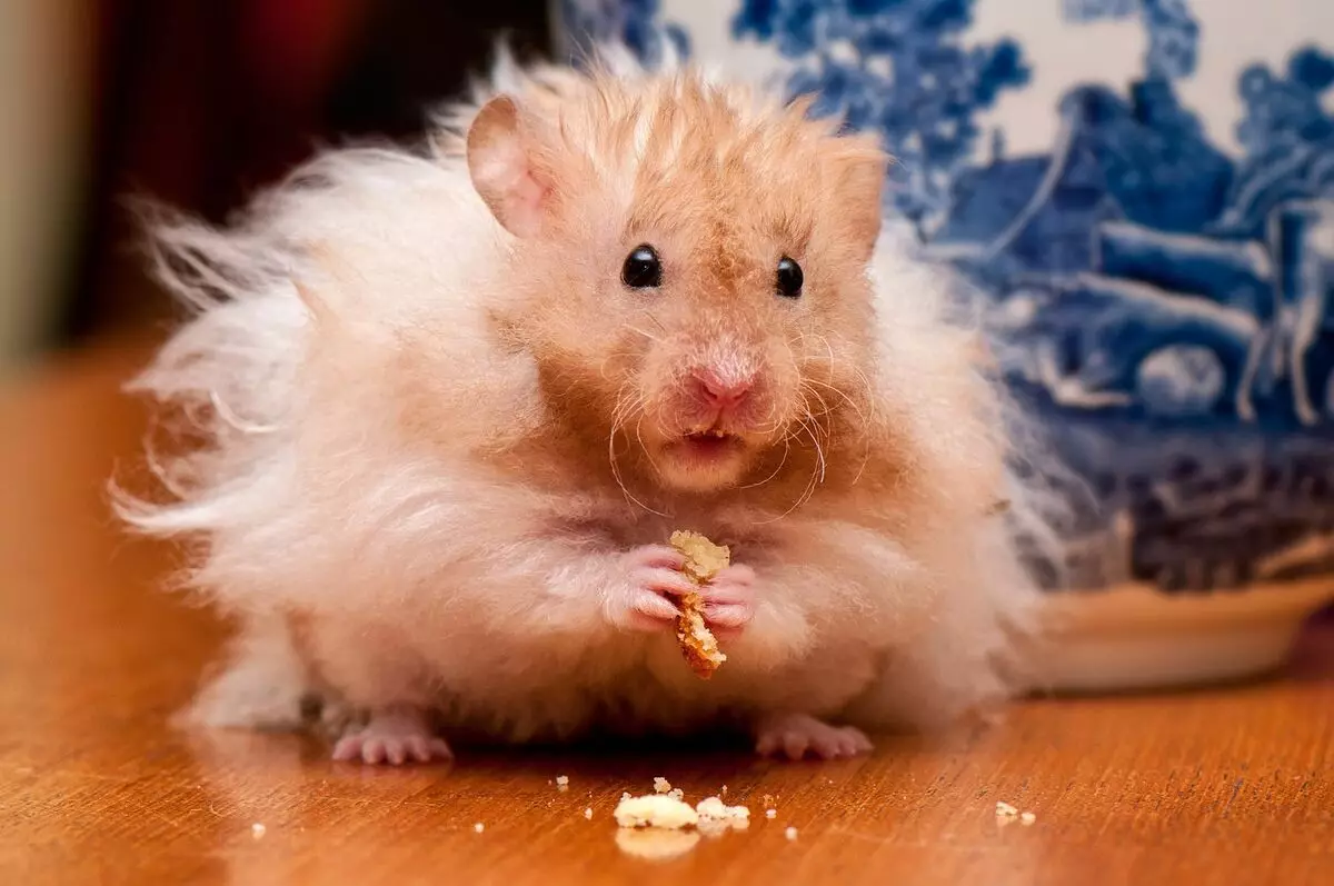 Angora hamster (photos e 5): Li-Hamsters tse kae tse lulang? Tlhokomelo le khotsofalo ea mofuta oa lapeng 11735_18