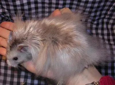 Angora Hamster (24 foto's): Hoeveel hamsters leven? Zorg en inhoud van het rassen thuis 11735_19