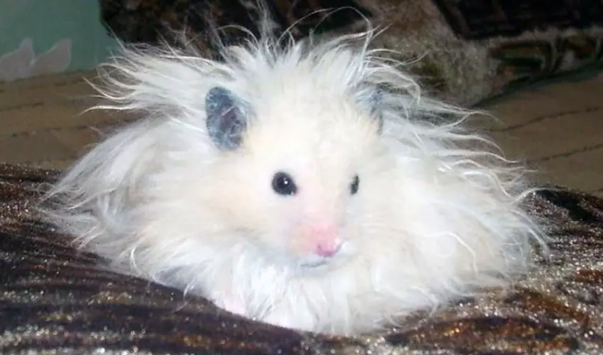 Angora hamster (photos e 5): Li-Hamsters tse kae tse lulang? Tlhokomelo le khotsofalo ea mofuta oa lapeng 11735_2