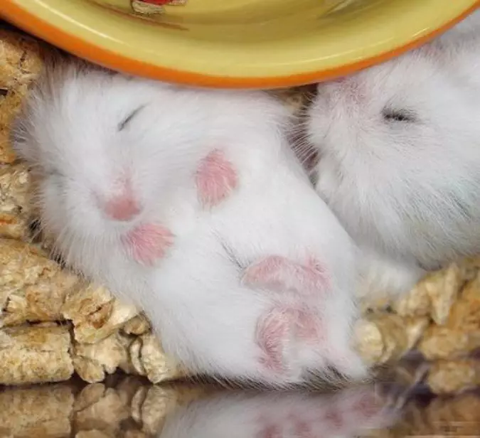 Angora Hamster (24 zdjęcia): Ile chomików żyje? Opieka i treść rasy w domu 11735_20