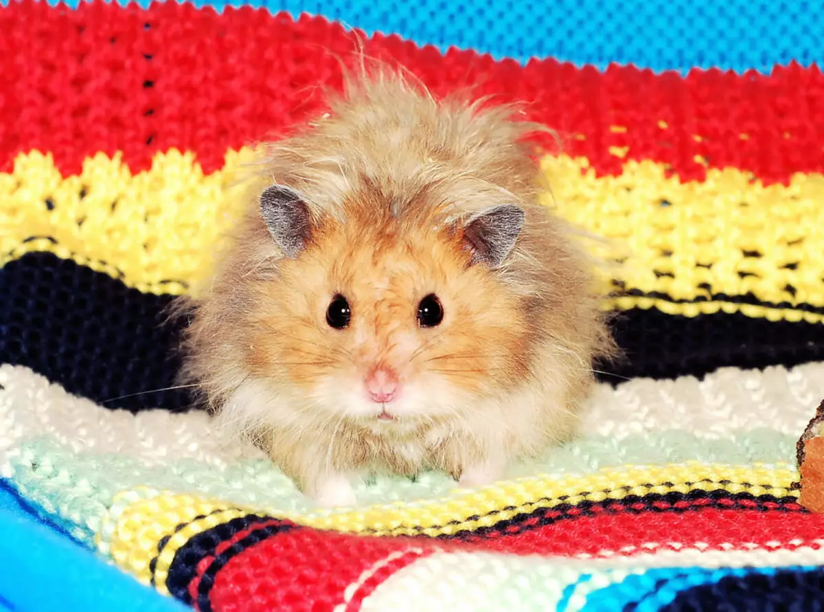 Angora Hamster (24 zdjęcia): Ile chomików żyje? Opieka i treść rasy w domu 11735_22