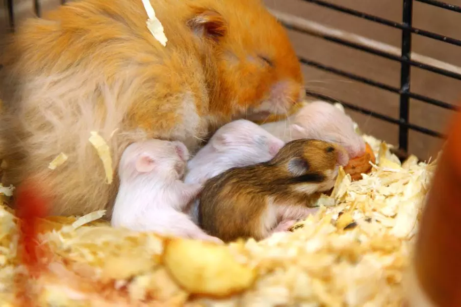 Angora Hamster (24 foto's): Hoeveel hamsters leven? Zorg en inhoud van het rassen thuis 11735_23