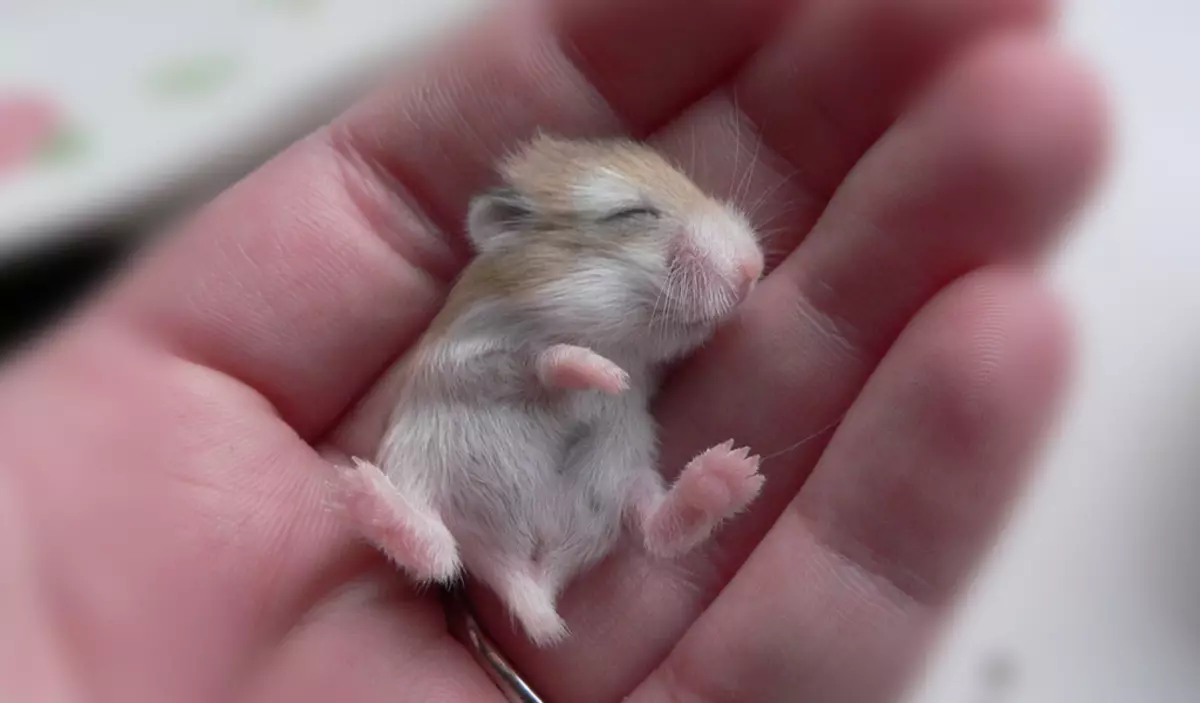 Angora hamster (24 ảnh): bao nhiêu hamster sống? Chăm sóc và nội dung giống tại nhà 11735_24