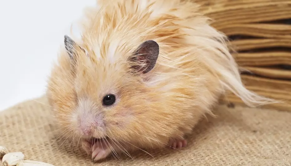 Angora Hamster (24 photos): Combien de hamsters vivent? Soins et contenu de race à la maison 11735_3