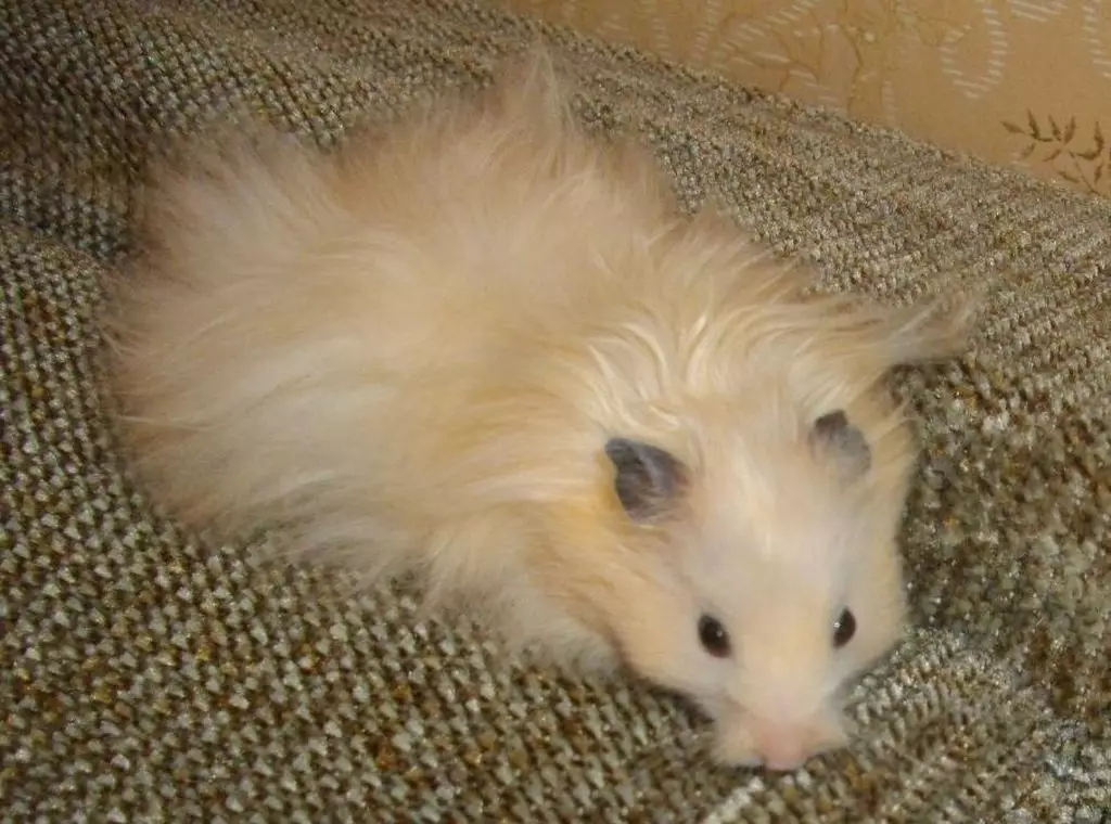 Angora hamster (24 ảnh): bao nhiêu hamster sống? Chăm sóc và nội dung giống tại nhà 11735_4