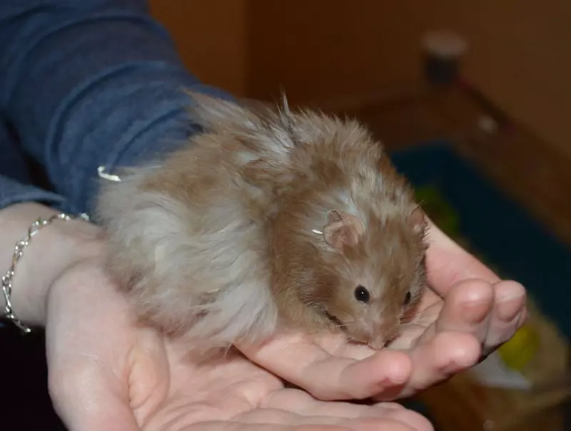 Angora hamstar (24 grianghraf): Cé mhéad hamsters a bhfuil cónaí orthu? Cúram agus ábhar pórú sa bhaile 11735_7
