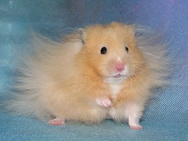 Angora Hamster (24 photos): Combien de hamsters vivent? Soins et contenu de race à la maison 11735_8