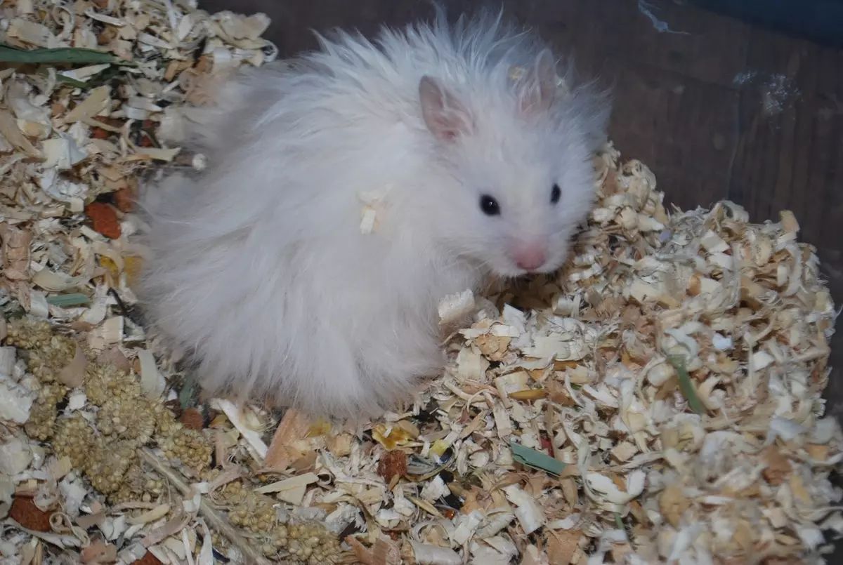 Angora Hamster (24 fotografií): Koľko škrečkov žije? Starostlivosť a obsah plemena doma 11735_9