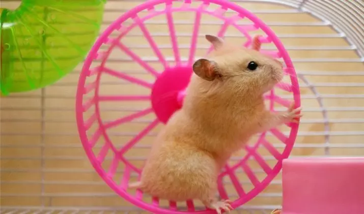 Hamster ကိုဘယ်လိုဂရုစိုက်ရမလဲ။ အိမ်တွင်ဟမ်းစ်တစ်ကောင်ကိုစနစ်တကျထိန်းသိမ်းရန်မည်သို့နည်း။ အိမ်မှာသေးငယ်တဲ့ဟမ်းစ်များအတွက်စောင့်ရှောက်မှုညွှန်ကြားချက်များ 11736_20