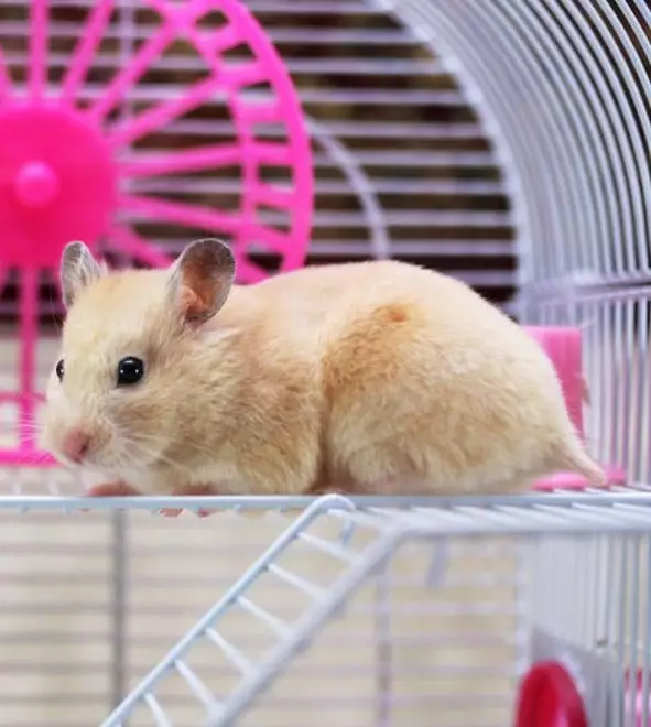 Como cuidar de um hamster? Como manter adequadamente um hamster em casa? Instruções de cuidado para pequenos hamsters em casa 11736_4
