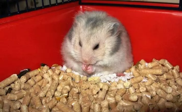 Hamster Roborovsky (27 fotos): Canto viva o hamster? Como elixir unha cela e outras cousas para o seu contido? Características da reprodución de raza 11737_16