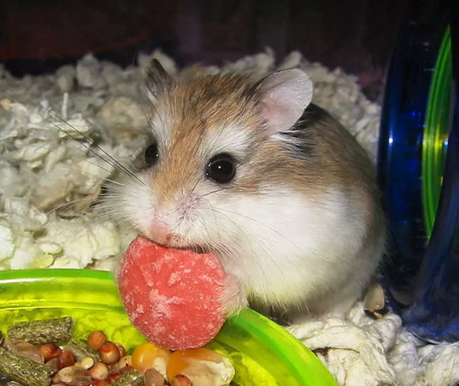 Hamster Roborovsky (27 fotos): Canto viva o hamster? Como elixir unha cela e outras cousas para o seu contido? Características da reprodución de raza 11737_17