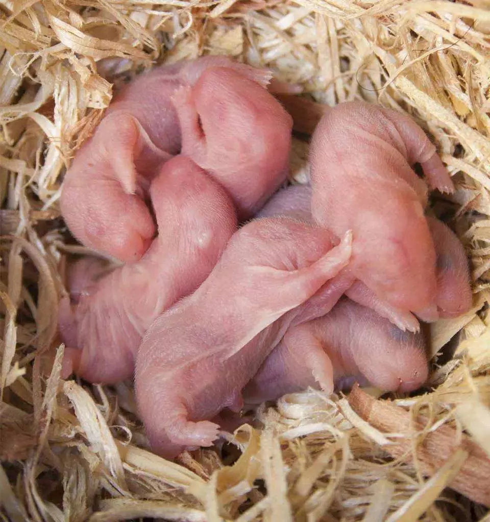 Hamster Roborovsky (27 fotos): Canto viva o hamster? Como elixir unha cela e outras cousas para o seu contido? Características da reprodución de raza 11737_24