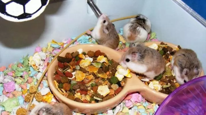 Hamster Roborovsky (27 fotos): Canto viva o hamster? Como elixir unha cela e outras cousas para o seu contido? Características da reprodución de raza 11737_26