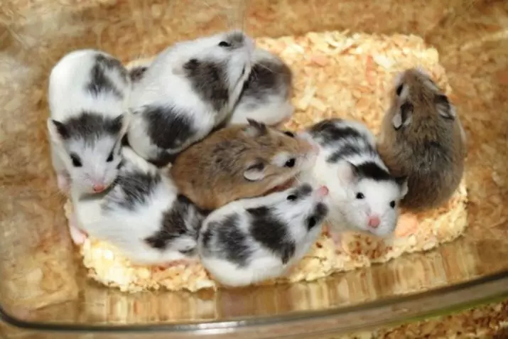 Hamster Roborovsky (27 fotos): Canto viva o hamster? Como elixir unha cela e outras cousas para o seu contido? Características da reprodución de raza 11737_27