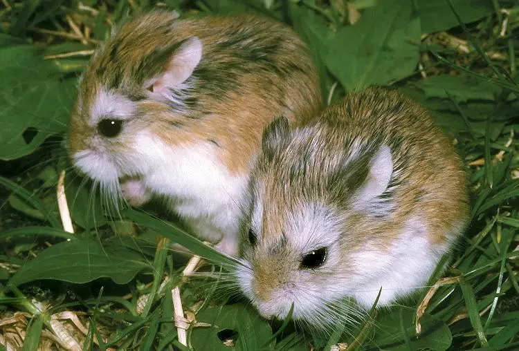 Hamster Roborovsky (27 fotos): Canto viva o hamster? Como elixir unha cela e outras cousas para o seu contido? Características da reprodución de raza 11737_3