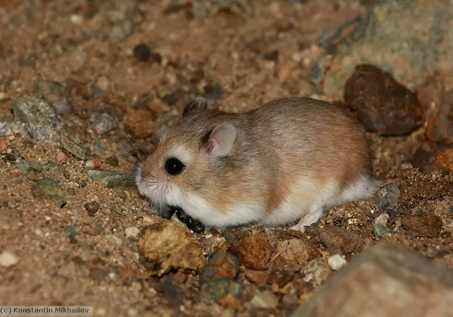 Hamster Roborovsky (27 fotos): Canto viva o hamster? Como elixir unha cela e outras cousas para o seu contido? Características da reprodución de raza 11737_4