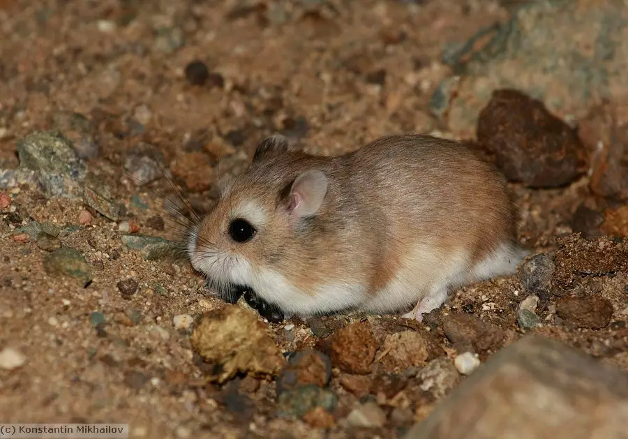 Hamster Roborovsky (27 فوٹو): ہیمٹرٹر کتنا رہتا ہے؟ اس کے مواد کے لئے سیل اور دیگر چیزوں کا انتخاب کیسے کریں؟ نسل کی نسل کی خصوصیات 11737_4