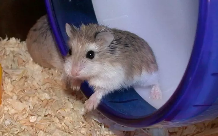 Hamster Roborovsky (27 fotos): Canto viva o hamster? Como elixir unha cela e outras cousas para o seu contido? Características da reprodución de raza 11737_5
