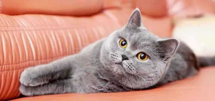 Hoeveel katten leven? De gemiddelde levensverwachting van katten thuis. Hoe oud is een kat voor menselijke normen? 11760_2