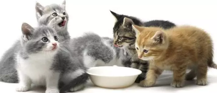 Kiek kačių gyvena? Vidutinė kačių gyvenimo trukmė namuose. Kiek senas yra žmogaus standartų katė? 11760_20