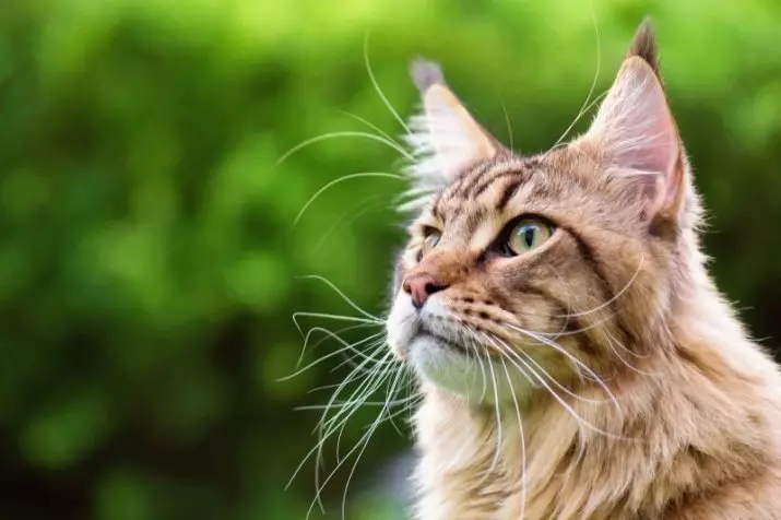 Hvor mange katter bor? Den gjennomsnittlige forventet levetid for katter hjemme. Hvor gammel er en katt for menneskelige standarder? 11760_26