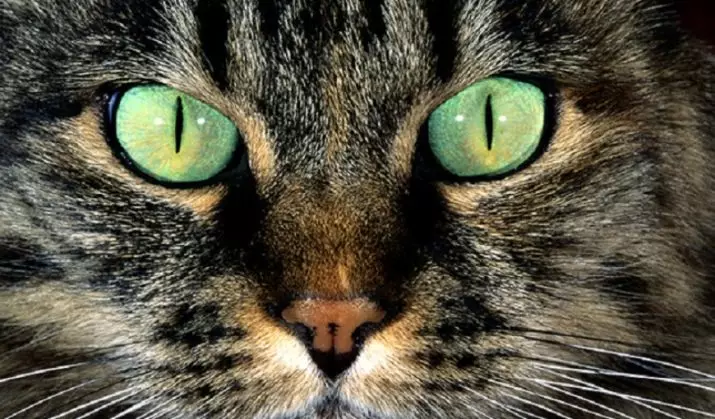 Quantos gatos vivem? A expectativa média de vida dos gatos em casa. Quantos anos tem um gato para os padrões humanos? 11760_27
