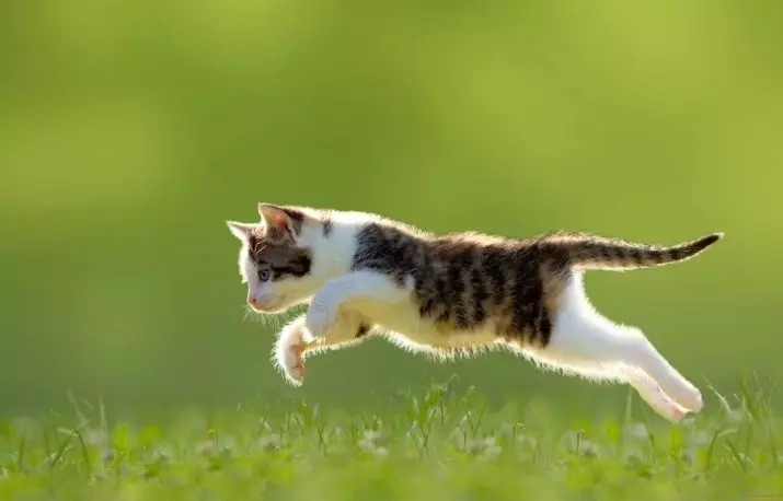 Sa macet jetojnë? Jetëgjatësia mesatare e macet në shtëpi. Sa vjeç është një mace për standardet njerëzore? 11760_28