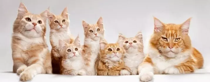 有多少隻貓生活？貓的平均預期為家居生活。多大年紀是人類標準的貓嗎？ 11760_5