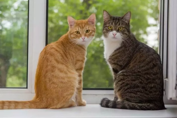 Скільки живуть кішки? Середня тривалість життя котів в домашніх умовах. Скільки років кішці за людськими мірками? 11760_6