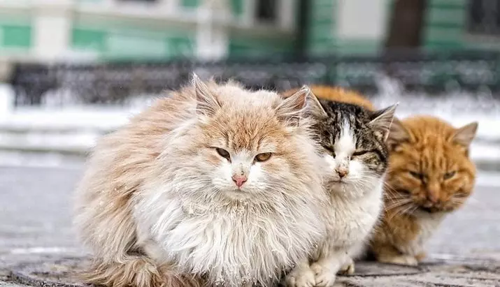 Kui palju kasse elavad? Kasside keskmine eluiga kodus. Kui vana on inimstandardite kass? 11760_7