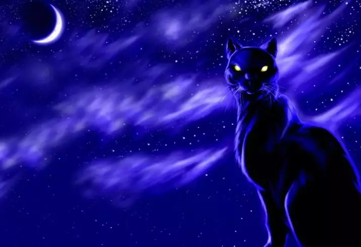 Защо котки очи светят в тъмното? Основните причини. Защо е червено, зелено и други очи светят в котки през нощта? 11761_10