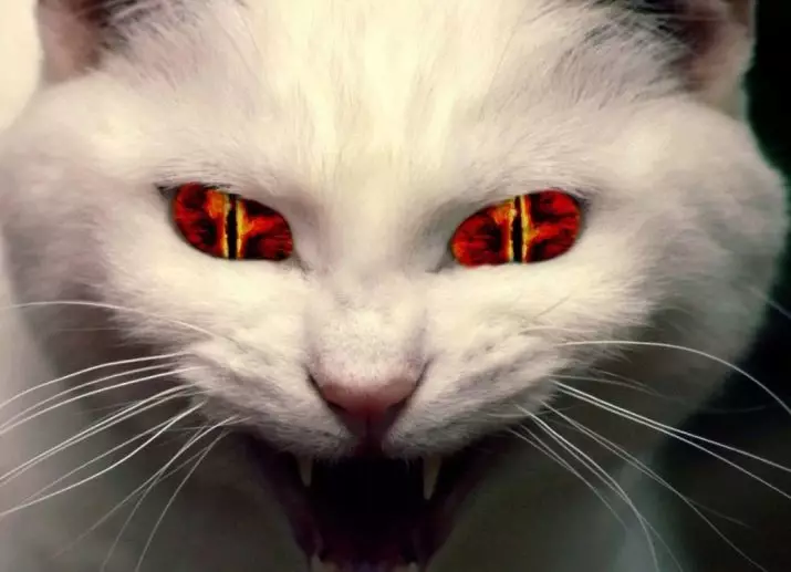 Miért ragyognak a macskák a sötét fényben? Fő ok. Miért van egy piros, zöld és egyéb szem ragyogni a macskáktól éjjel? 11761_12