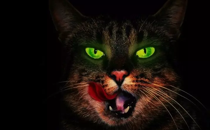 Зошто мачките во темното светло сјаат? Главни причини. Зошто има црвено, зелено и друго око сјај од мачки ноќе? 11761_2