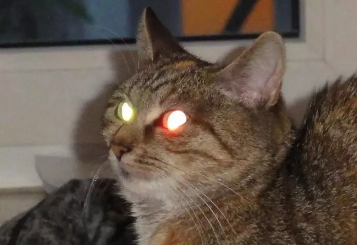 Miért ragyognak a macskák a sötét fényben? Fő ok. Miért van egy piros, zöld és egyéb szem ragyogni a macskáktól éjjel? 11761_3