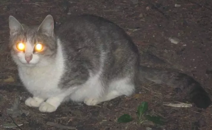 Por que brilla os gatos na luz escura? Razóns principais. Por que hai un vermello, verde e outro ollo de gatos pola noite? 11761_5