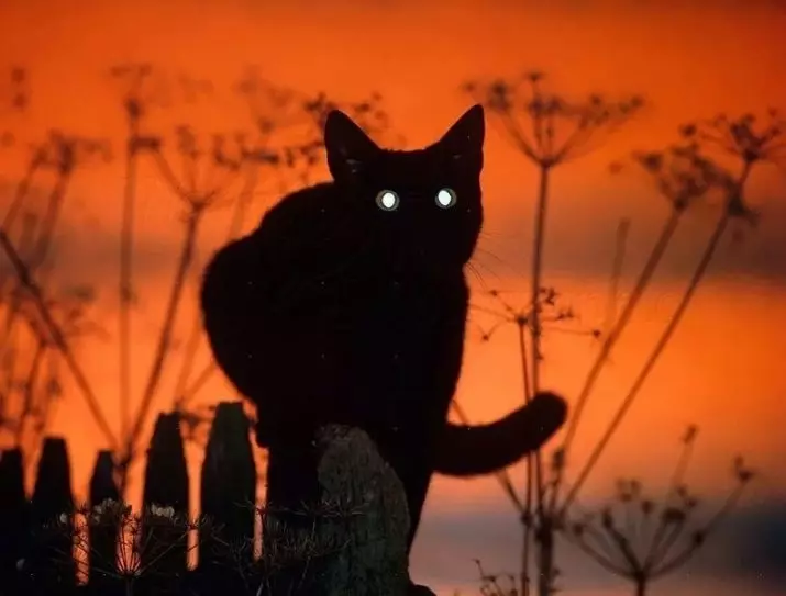 Warum Katzen im Dunkeln Licht leuchten? Hauptgründe. Warum gibt es ein rotes, grüne und andere Augen Glühen von Katzen in der Nacht? 11761_6