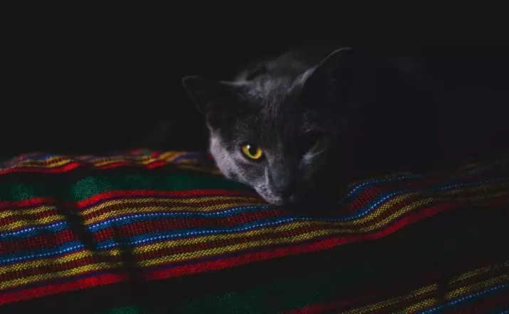 Por que brilla os gatos na luz escura? Razóns principais. Por que hai un vermello, verde e outro ollo de gatos pola noite? 11761_7