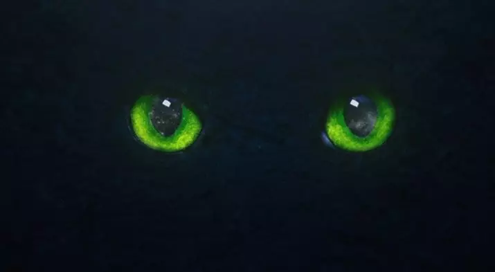 Zašto mačke u tamnom svjetlu sjaje? Glavni razlozi. Zašto ima crveno, zeleno i drugo sjaj iz mačaka noću? 11761_8